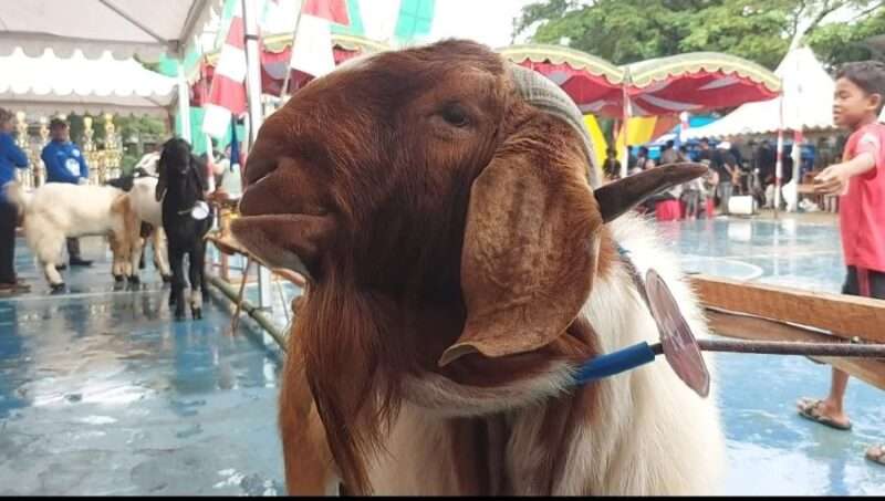 Govinda saat mengikuti kontes Kambing Bhayangkara cup 2024